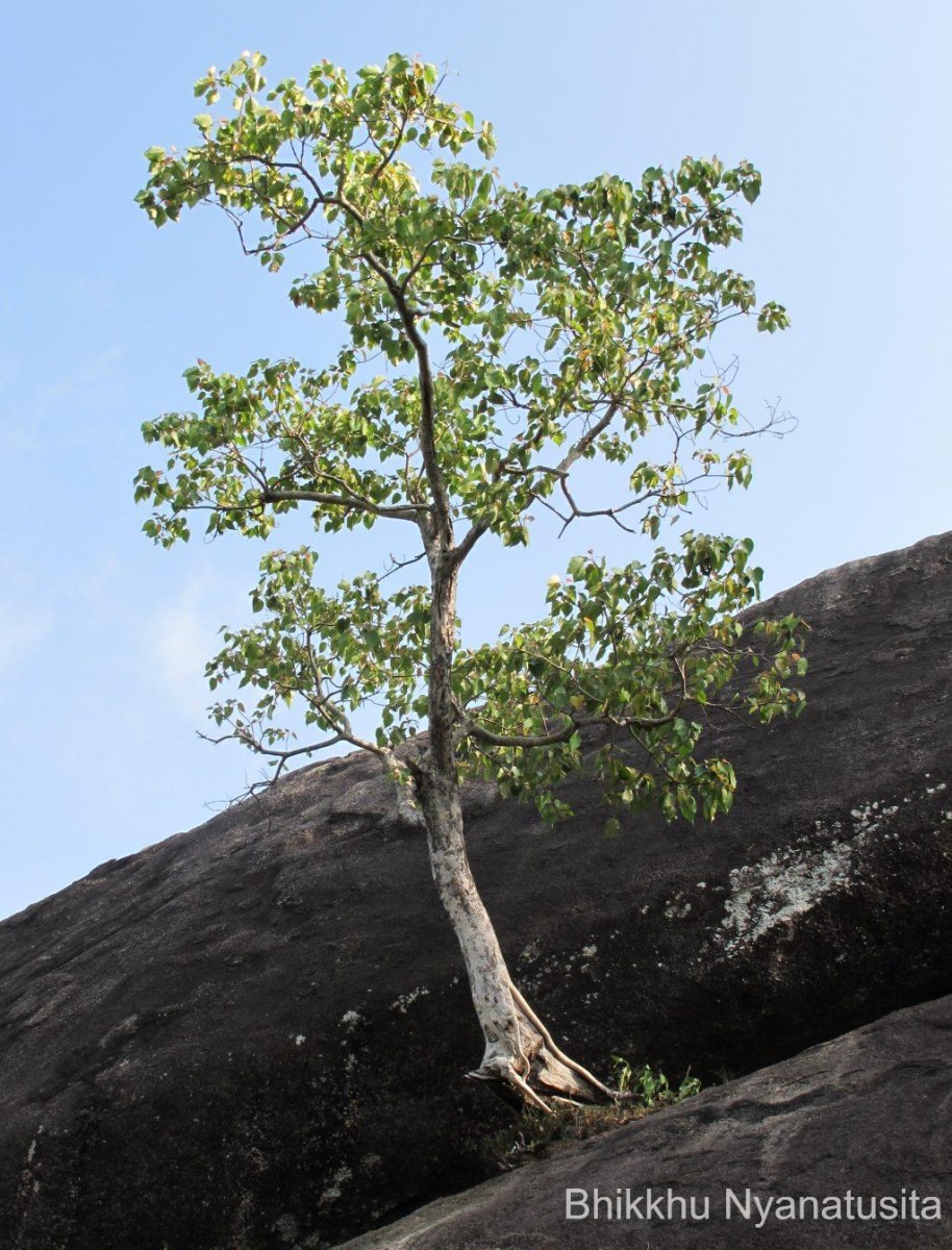 Ficus arnottiana (Miq.) Miq.